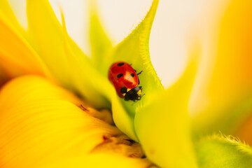 Ladybug on sunflower, summer time, beetle time, postcard