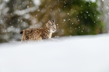 Eurasian lynx (Lynx lynx) in the winter forest in the snow, snowing. Big feline beast, young animal.