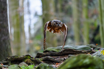 The Eurasian eagle-owl (Bubo bubo) flying in a beautiful autumn forest for its prey. Owl on the hunt.