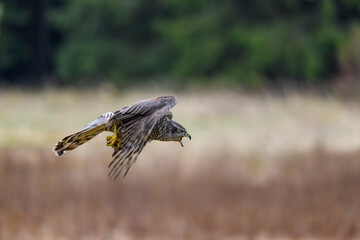 The northern goshawk (Accipiter gentilis) in flight over a field in autumn. Outstretched wings,...
