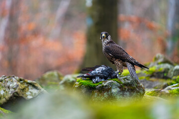 The peregrine falcon (Falco peregrinus) eating its prey on the ground in the autumn forest. Autumn...
