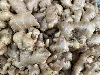 Ginger fresh organic to be used as raw materials for cooking.