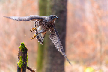 The northern goshawk (Accipiter gentilis) sitting on a stick. Autumn forest, colorful background, warm early evening colors.