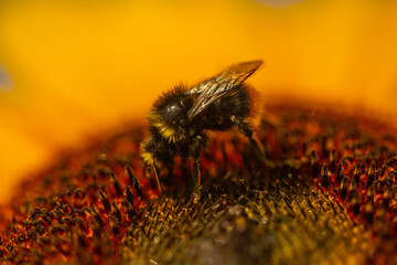 Bee on sunflower, pollen count, pollen
