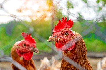 Portrait of red chickens near the henhouse. Farm life and agriculture background.