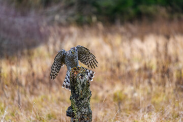 The northern goshawk (Accipiter gentilis) in flight, preparing to land. Spread wings and legs forward, landing.