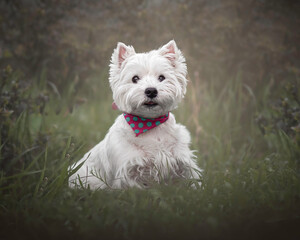 Cute Westie terrier sitting on green grass in a park. Lovely dog posing and waiting for a treat. Selective focus on the eyes of the animal, blurred background.