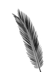 Beautiful tropical Sago palm leaf on white background. Black and white tone