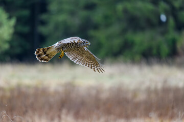 The northern goshawk (Accipiter gentilis) in flight over a field in autumn. Outstretched wings,...