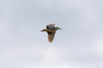 The black-crowned night heron (Nycticorax nycticorax) adult in flight