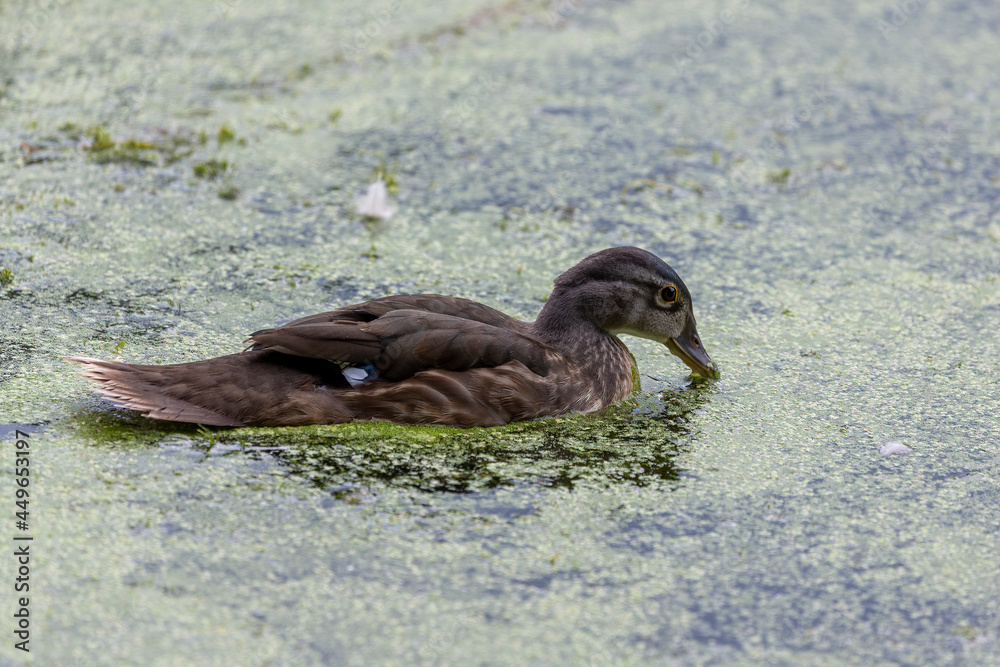 Sticker  The Young  wood duck or Carolina duck (Aix sponsa) in the park.