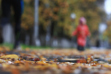 abstract autumn fall background leaves yellow nature october wallpaper seasonal