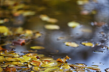 abstract autumn fall background leaves yellow nature october wallpaper seasonal