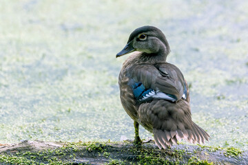  The Young  wood duck or Carolina duck (Aix sponsa) in the park.