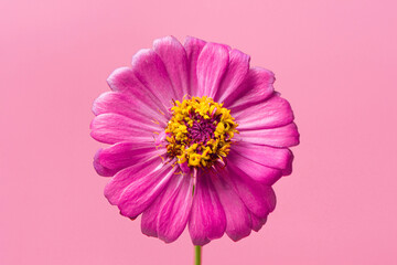Beautiful blooming pink gerbera daisy flower on pink background.