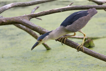 The  black-crowned night heron (Nycticorax nycticorax) on the hunt