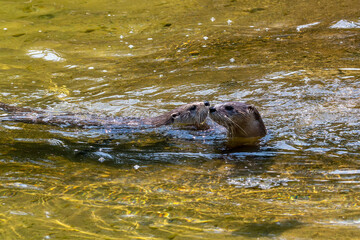 Obraz premium The North American river otter (Lontra canadensis), also known as the northern river otter or common otter