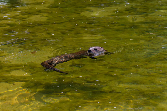 The North American river otter (Lontra canadensis), also known as the northern river otter or common otter