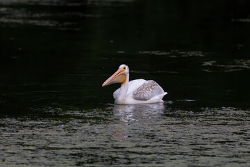  The American white pelican (Pelecanus erythrorhynchos) on the hunt
