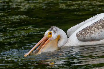  The American white pelican (Pelecanus erythrorhynchos) on the hunt