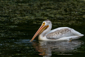  The American white pelican (Pelecanus erythrorhynchos) on the hunt