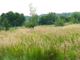 Fototapeta na wymiar grass field