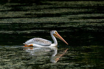  The American white pelican (Pelecanus erythrorhynchos) on the lake