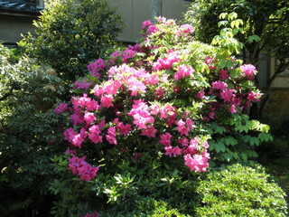 flowers in the garden