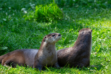 The North American river otter (Lontra canadensis), also known as the northern river otter or common otter