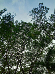 lush trees in the forest during the day