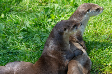The North American river otter (Lontra canadensis), also known as the northern river otter or...