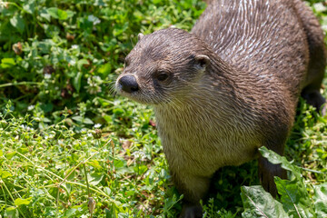 The North American river otter (Lontra canadensis), also known as the northern river otter or common otter
