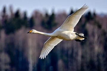 Whooper swan