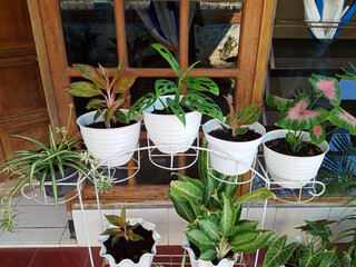 some fresh plants in pots in front of the house