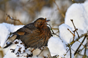 Blackbird is freezing in snow covered bush