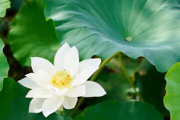 蓮の花のクローズアップ写真