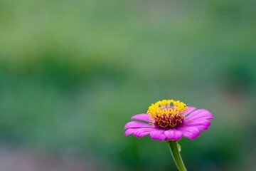 Obraz premium ピンクの花のクローズアップ写真