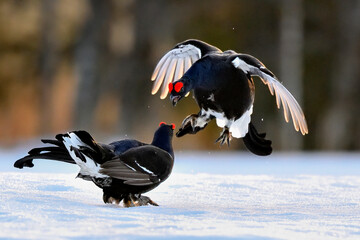 Black grouse. Once the "warmup" has been completed. Jousting pairs will have short but fierce fights and have a short pause in between them.