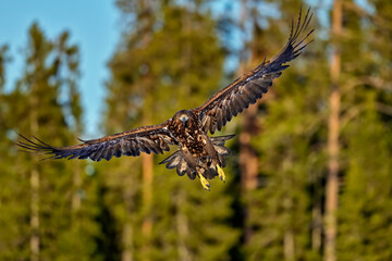 White-tailed eagle in full swing
