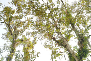 big and tall tree in the forest