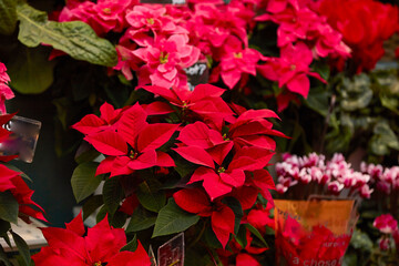 Poinsettia in the flower shop
