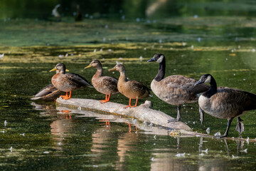 The Canada geese and mallard ducks on the lake
