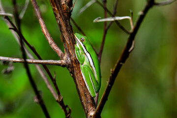 Green tree frog is resting/hiding on the shrub. After heavy rainshower, it's easier to find these small  beauties hiding on the plants.