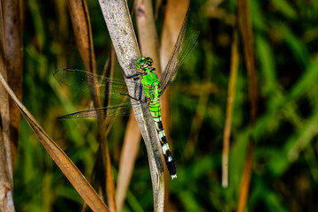 Eastern Pondhawk