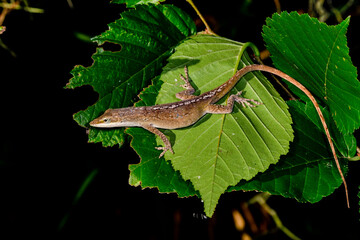 "Mr. Brown" is guarding his territory.