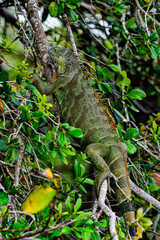 Green iguana, master of disguise