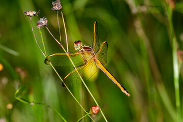 Needham's Skimmer