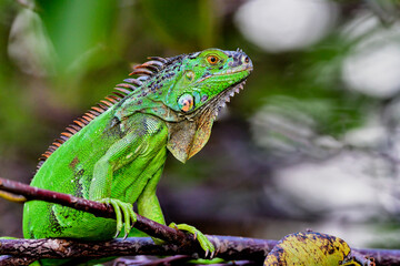 Young Green iguana in bright green color