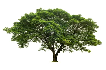 Foto op Canvas big tree isolate on white background © lovelyday12
