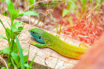 A green lizard is resting in the grass
